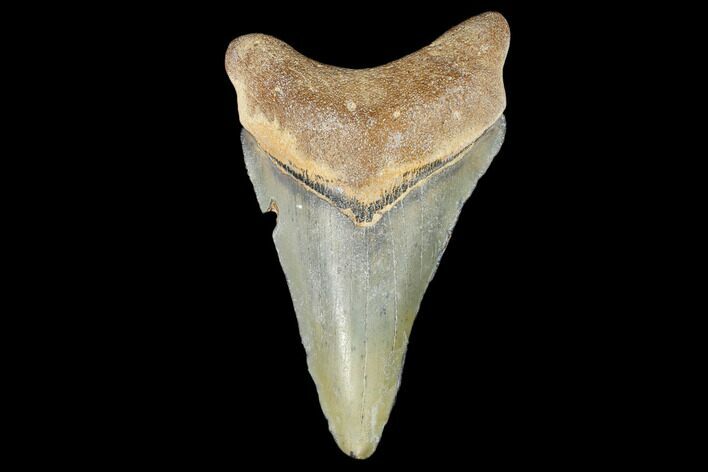 Bargain, Fossil Megalodon Tooth - Florida #103339